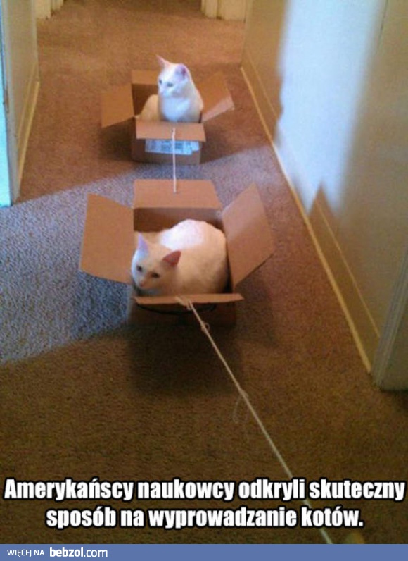 Jak wyprowadzić kota?