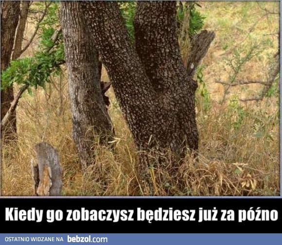 Mistrz kamuflażu