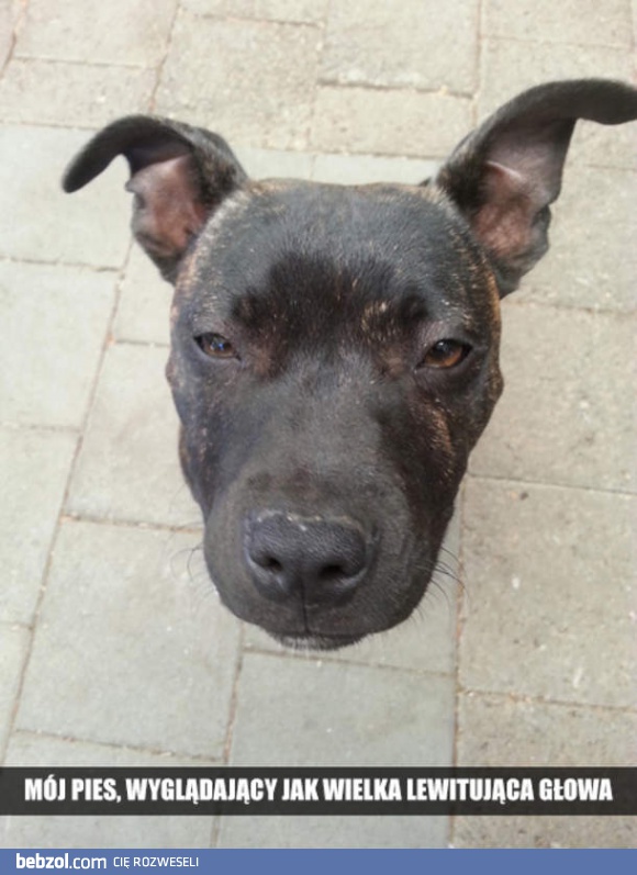 Głowa mojego psa