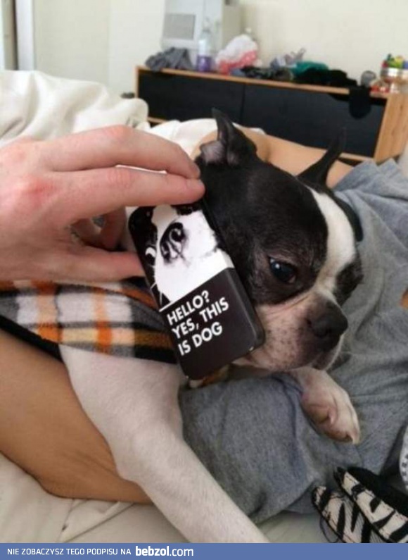 Tak, pies przy telefonie