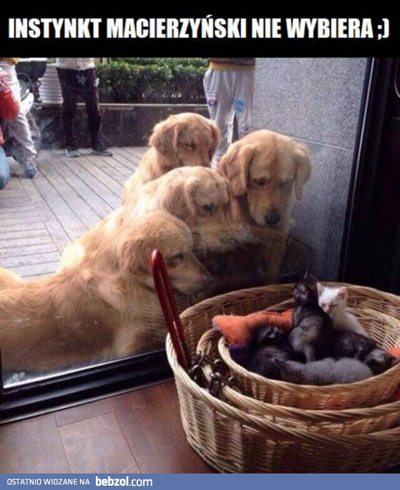 Instynkt macierzyński