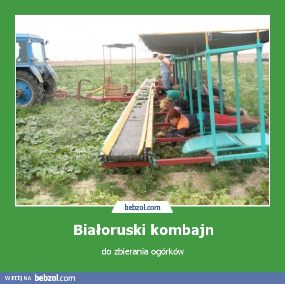Białoruski kombajn