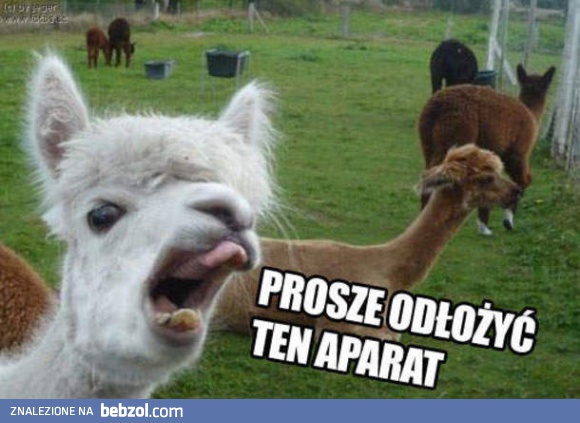 A co to za zdjęcia?