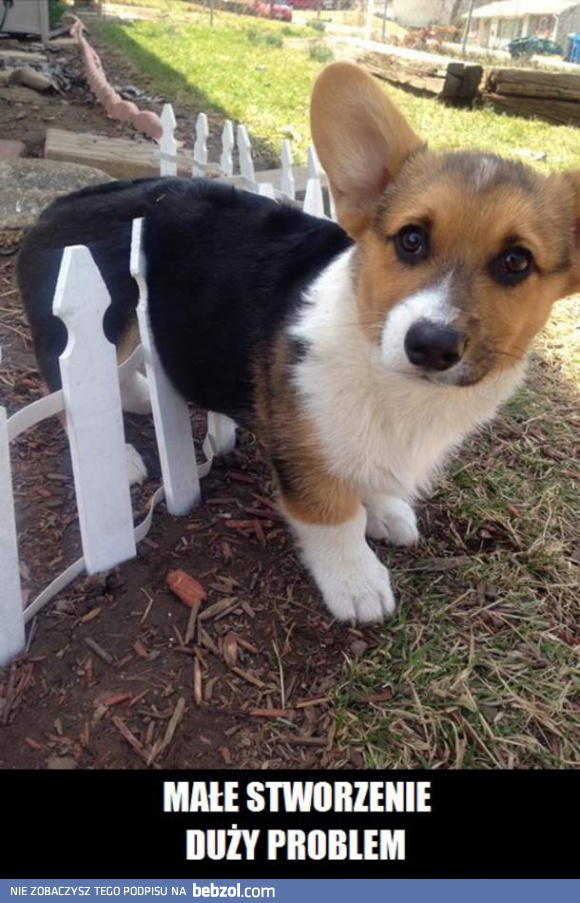 Mały psiak, duży problem