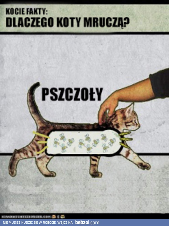 Dlaczego koty mruczą?