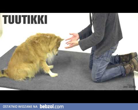 Jak psy reagują na magiczne sztuczki?