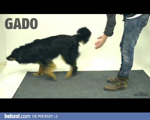 Psy i magiczne sztuczki cz.2