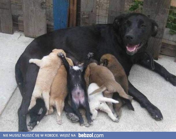 Wszyscy chcą się najeść