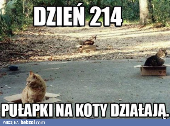 Najskuteczniejsze pułapki na koty