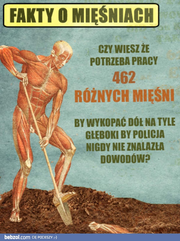 Fakt o mięśniach