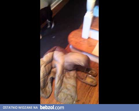 Kurtka na mnie szczeka!