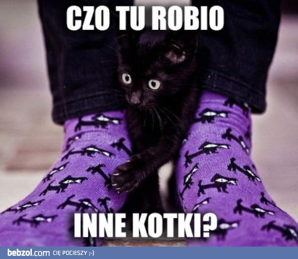 Czo te koty?