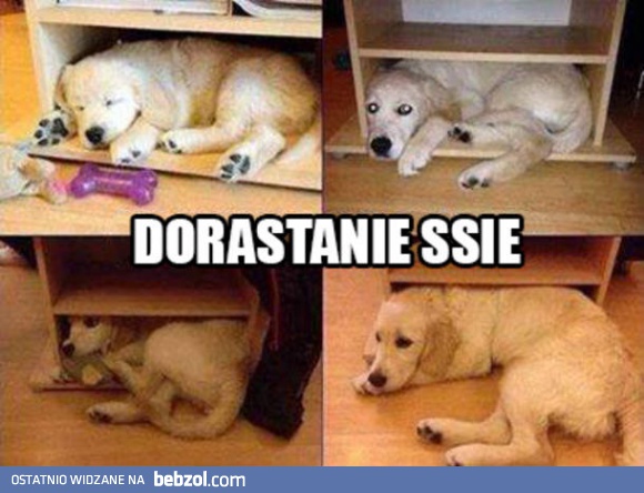 Dorastanie ssie