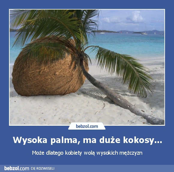 Wysoka palma, ma duże kokosy...