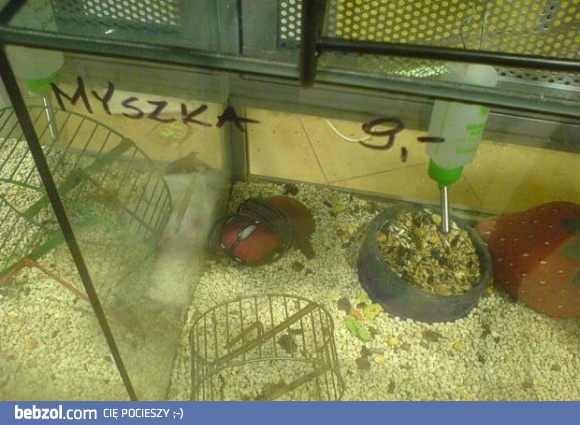 Myszka w zoologicznym