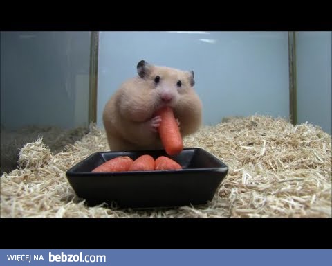 Bardzo pojemny chomik