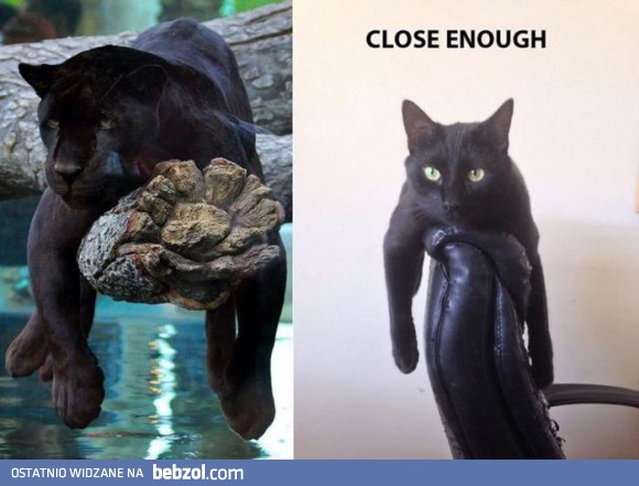 Jak prawdziwy tygrys