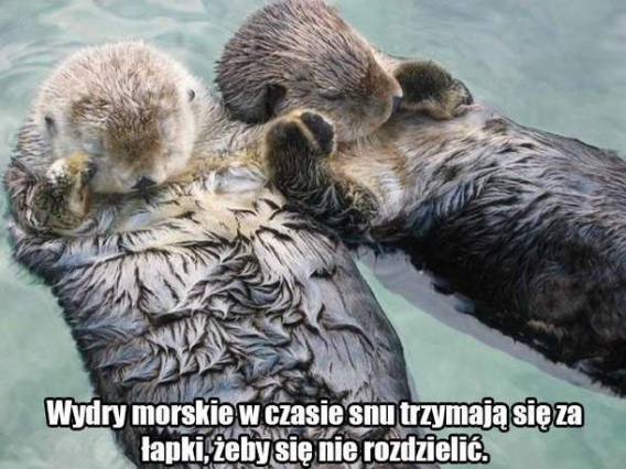 11 ciekawostek ze świata zwierząt