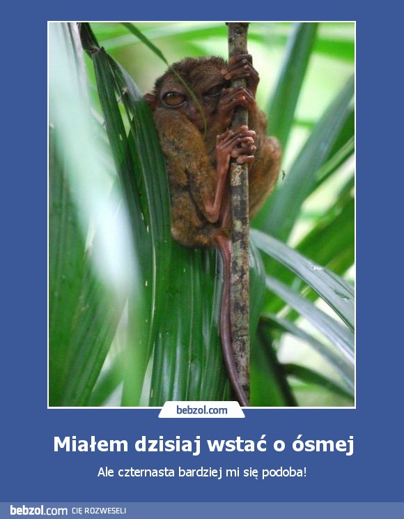 Miałem dzisiaj wstać o ósmej