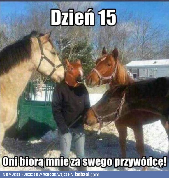 Dzień 15