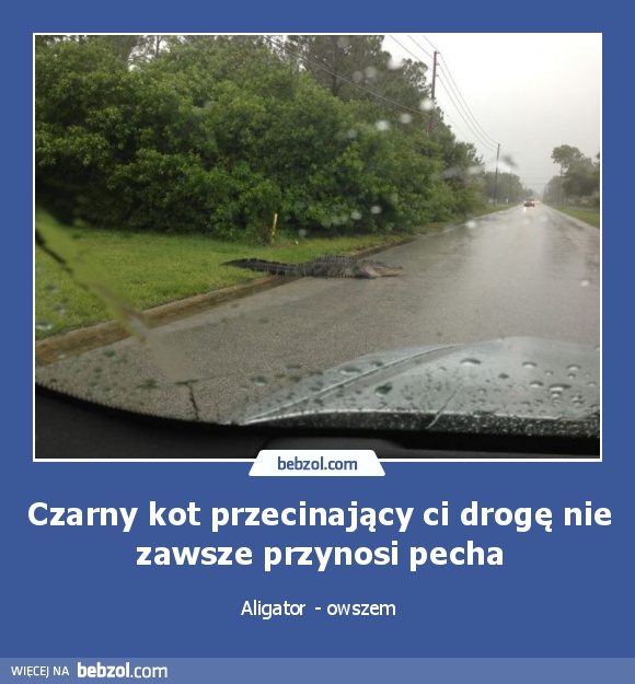 Czarny kot przecinający ci drogę nie zawsze przynosi pecha