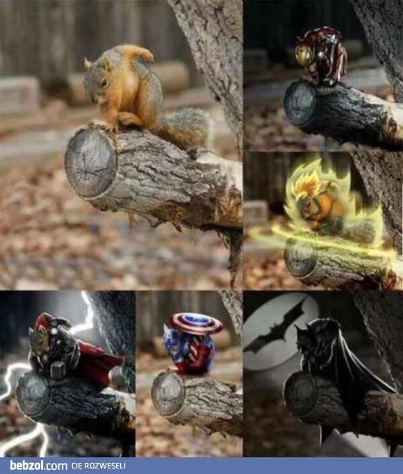 Wiewiórka, która podbija internet