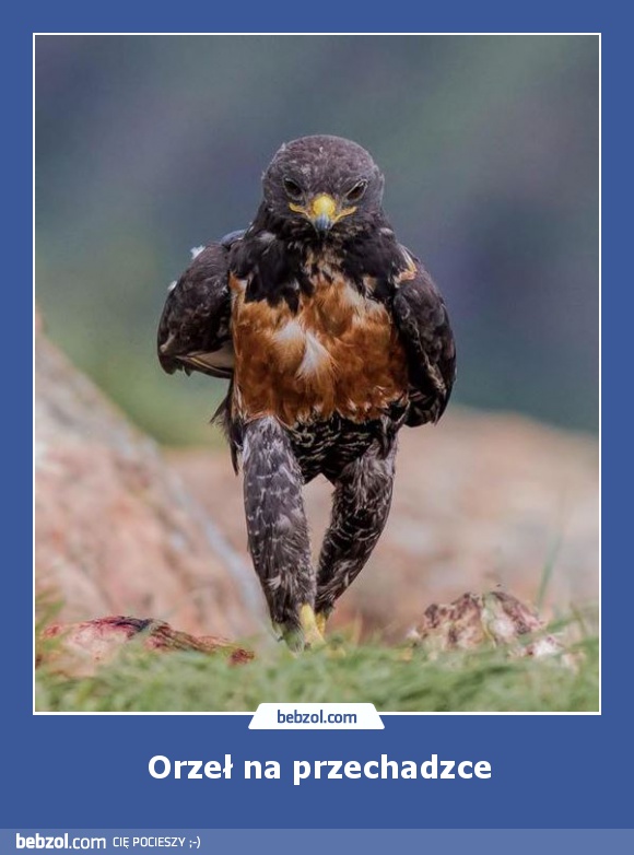 Orzeł na przechadzce