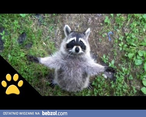 Szopy są niesamowite