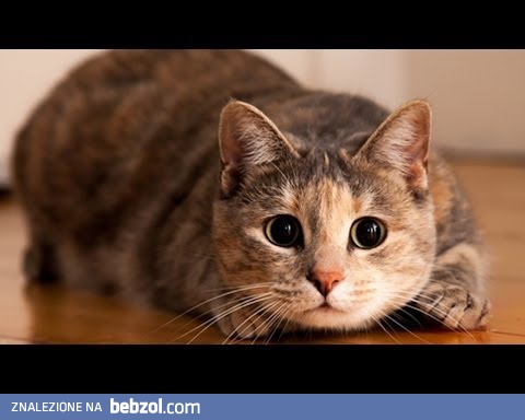 41 kocich skoków, których się nie spodziewacie