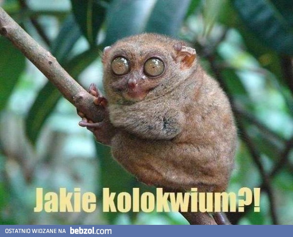 Jakie kolokwium?!