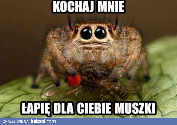 Pajączek jest smutny