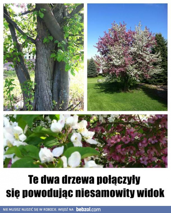 Połączone drzewa