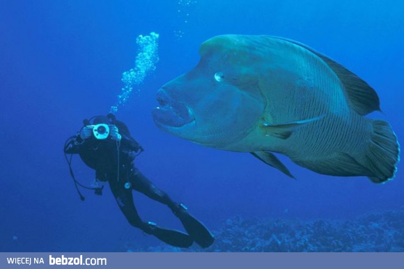 Mistrz pierwszego planu