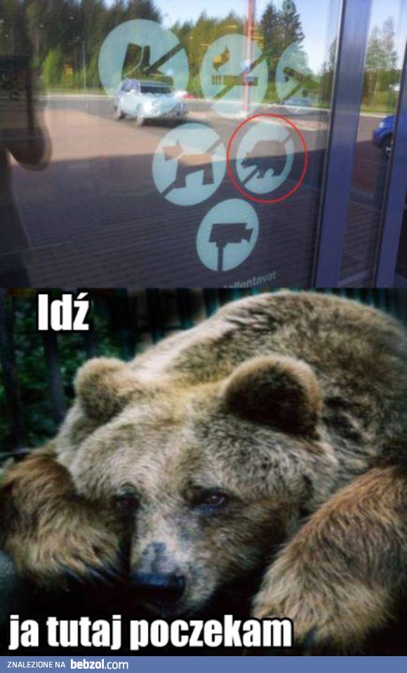 Zakaz wprowadzania niedźwiedzi