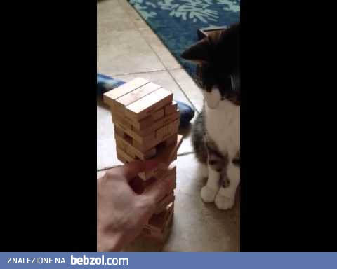 Kot który lubi grać w Jenge