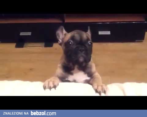 Pies chce do łóżka