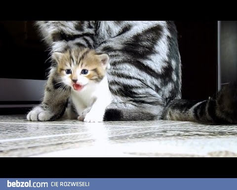 Koty są czasem pierdołami
