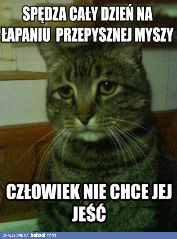 Niezrozumiały kotek