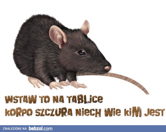 Ty korpo-szczurze!