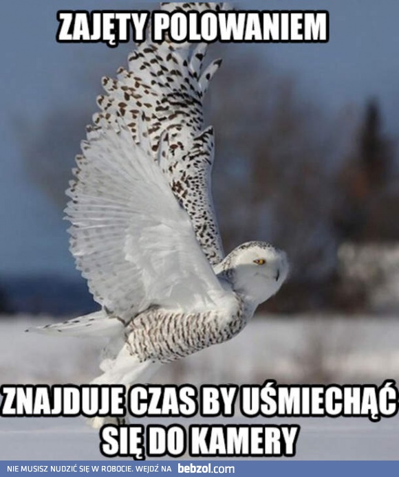 Fotogeniczny puchacz