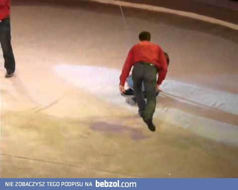 Wypadek na wielbłądzie