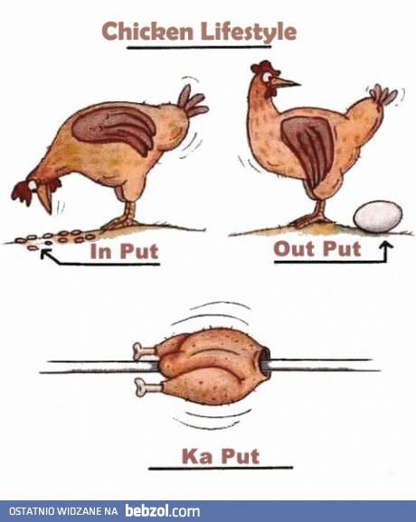 Cykl życia kurczaka
