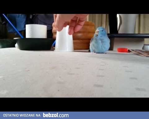 Daj! Daj! Daj! Oddaj kubek!