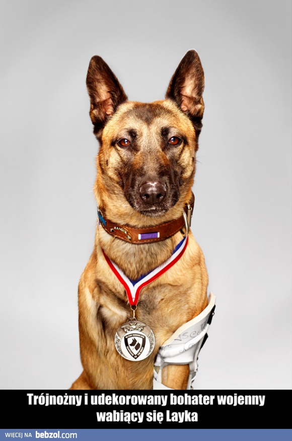 Łajka, bohater wojenny