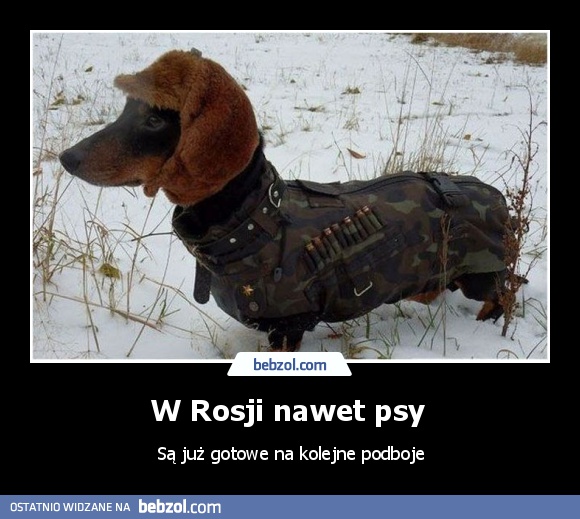 W Rosji nawet psy 