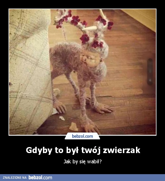 Gdyby to był twój zwierzak