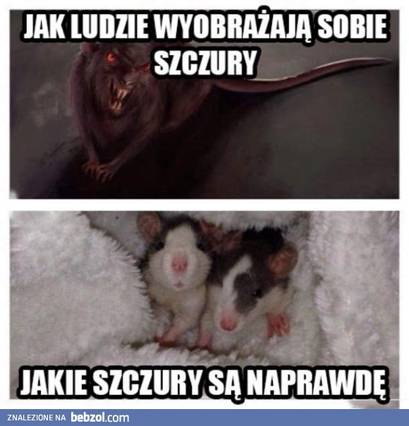 Szczurki