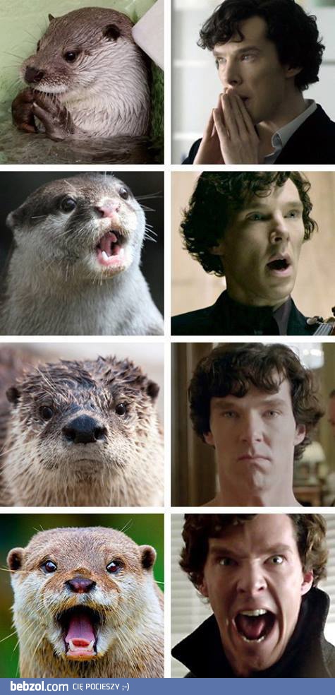 Sherlock i wydra