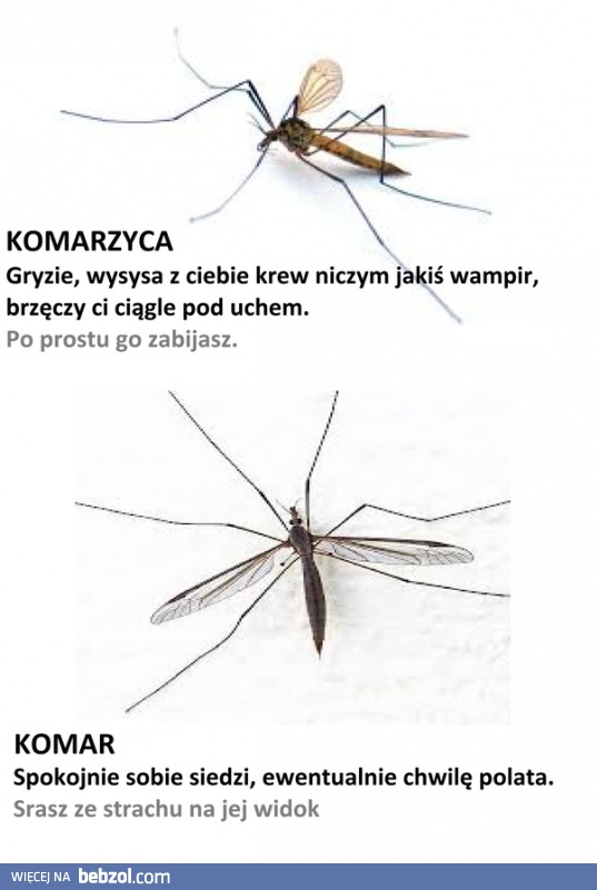 Komar samiec i samica