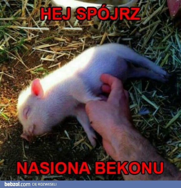 Nasiona bekonu